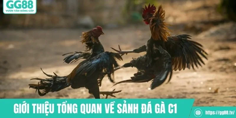 Giới thiệu tổng quan về sảnh đá gà C1