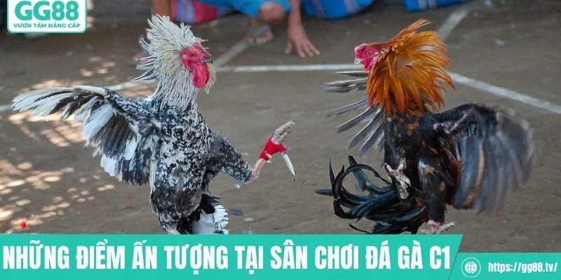 Những điểm ấn tượng tại sân chơi đá gà C1